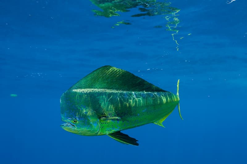 Mahi