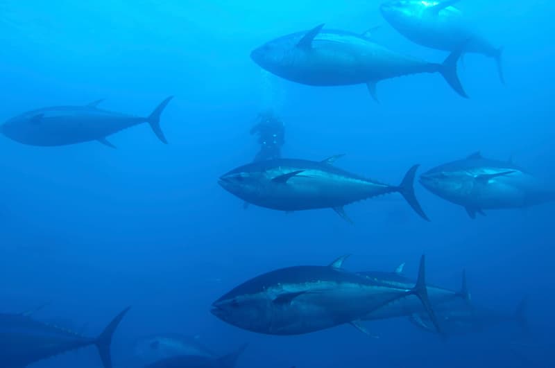 Tuna